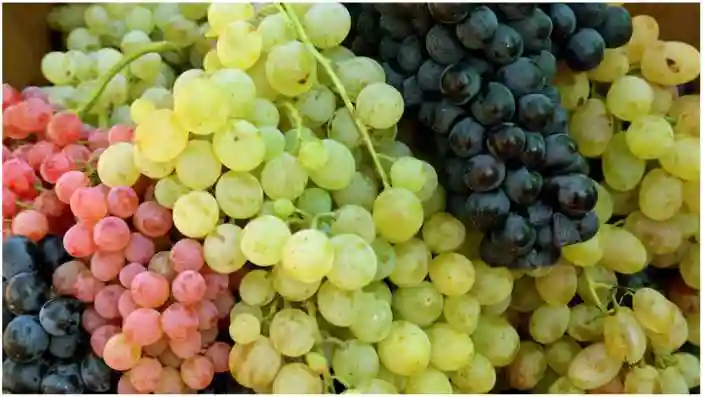 अंगूर के प्रकार (Types of Grapes in Hindi)