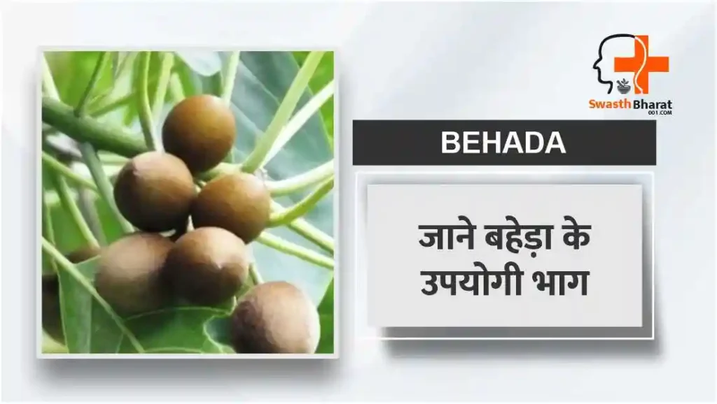 बहेड़ा के उपयोगी भाग | Useful Parts of Baheda