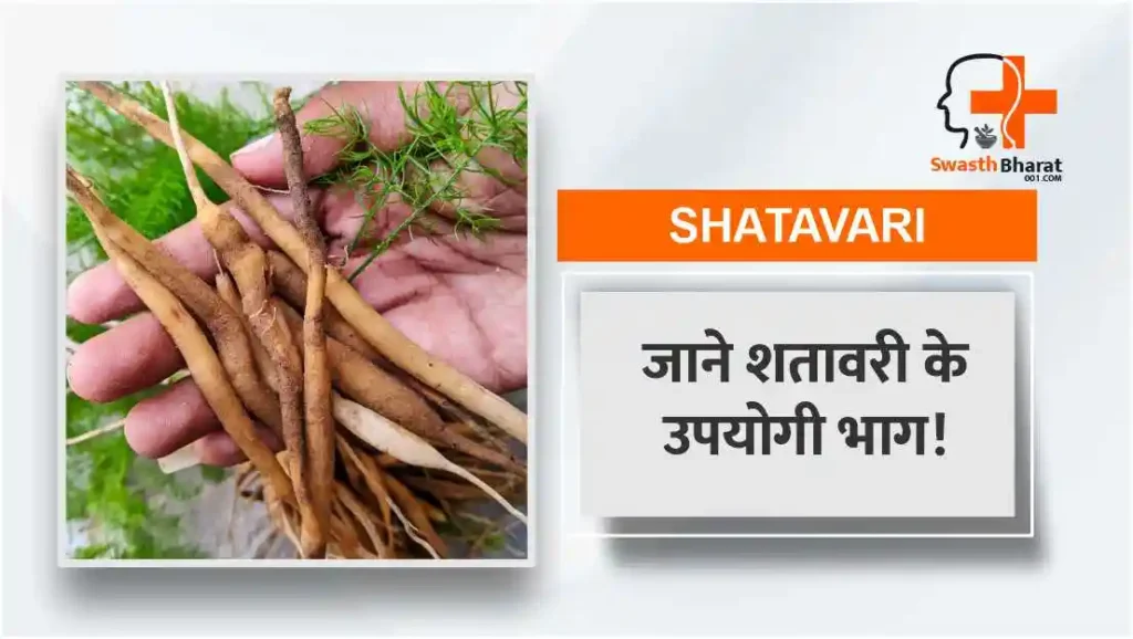 शतावरी के उपयोगी भाग