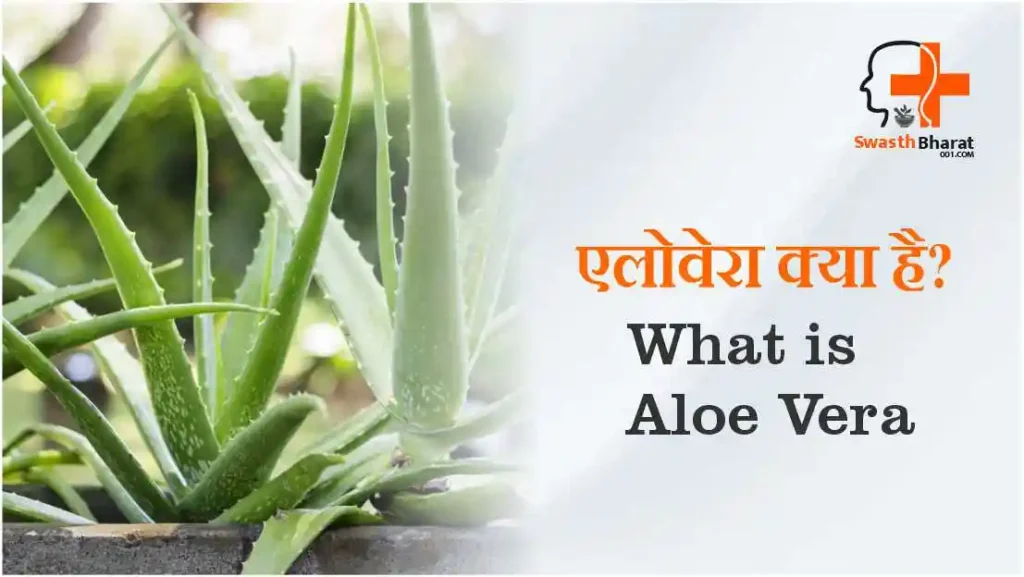 What is Aloe Vera in Hindi