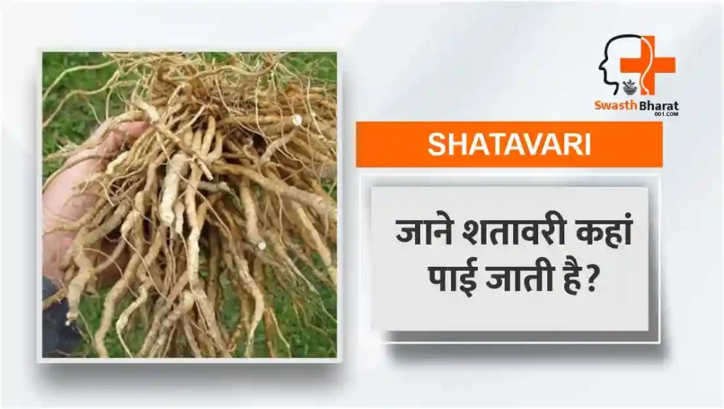 जाने शतावरी कहां पाई जाती है?
