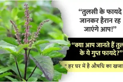 तुलसी के फायदे, नुकसान और उपयोग